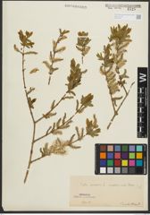 Foto von Salix purpurea subsp. amplexicaulis (Bory) C. K. Schneid.